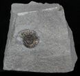 Promicroceras Ammonite - Dorset, England #30722-1